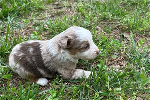 Luna - Miniature Australian Shepherd for sale
