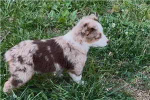 Luna - Miniature Australian Shepherd for sale
