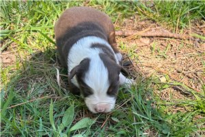 Levi - Miniature Australian Shepherd for sale