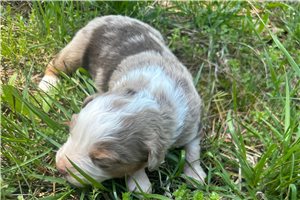 Luna - Miniature Australian Shepherd for sale
