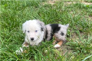 Liam - Miniature Australian Shepherd for sale