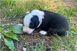 Lily - puppy for sale