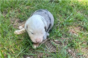 Liam - Miniature Australian Shepherd for sale