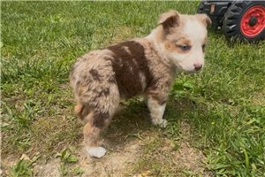 Luna - Miniature Australian Shepherd for sale