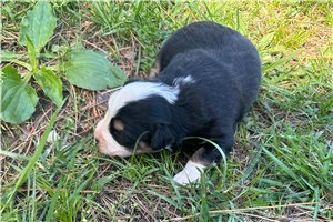 Logan - puppy for sale