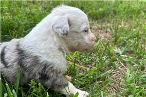 Liam - Miniature Australian Shepherd for sale