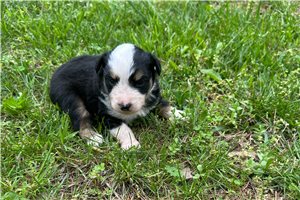 Logan - Miniature Australian Shepherd for sale