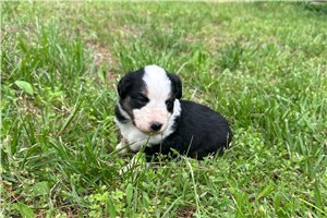 Lily - Miniature Australian Shepherd for sale
