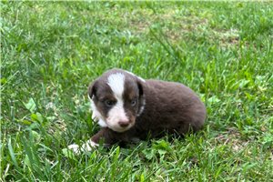 Lincoln - Miniature Australian Shepherd for sale