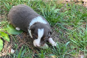 Lincoln - puppy for sale