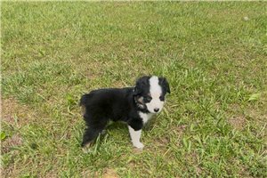 Lily - Miniature Australian Shepherd for sale