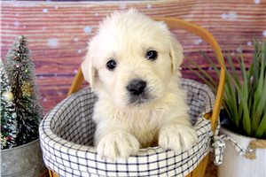 Mitch - puppy for sale