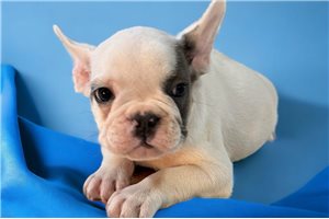 Fabian - French Bulldog for sale