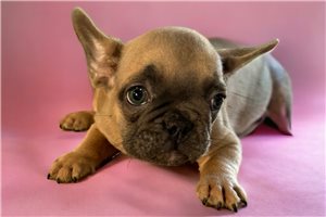 Fantasia - puppy for sale