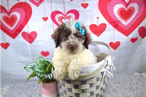 Morgan - puppy for sale