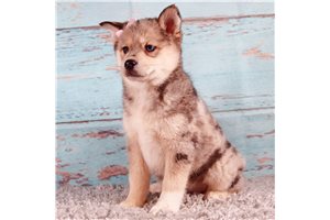 Ciarra - Pomsky for sale