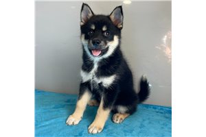 Anders - Pomsky for sale