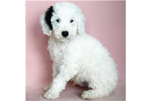 Celine - Standard Poodle for sale