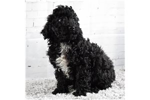 Verity - Poodle, Standard for sale