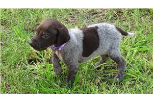 Baxter - German Shorthaired Pointer for sale
