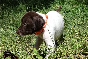 Malia - puppy for sale