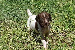 Marlon - puppy for sale