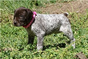 Makayla - puppy for sale
