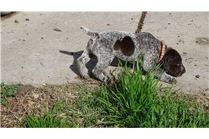 Elana - German Shorthaired Pointer for sale