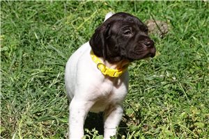 Maisie - puppy for sale