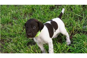 Baylor - German Shorthaired Pointer for sale