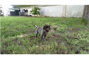 Beamer - German Shorthaired Pointer for sale