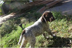 Adriana - German Shorthaired Pointer for sale