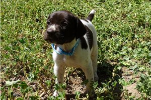 Mallory - German Shorthaired Pointer for sale