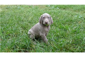 Haven - Weimaraner for sale