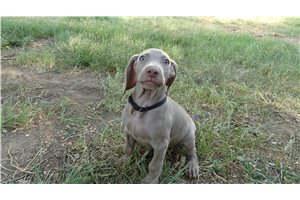 Hannah - Weimaraner for sale
