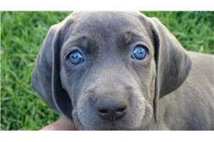 Benedict, a Weimaraner puppy