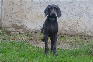 Bianca - Weimaraner for sale