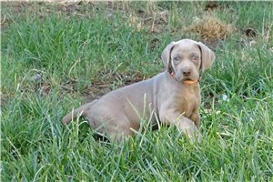 North - Weimaraner for sale