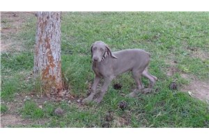 Beverly - Weimaraner for sale