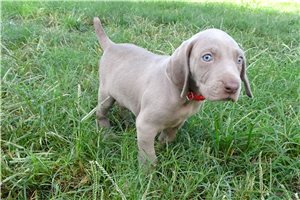Hudson - Weimaraner for sale