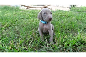 Beethoven - puppy for sale