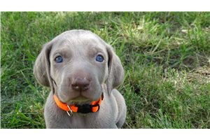 Bibi - puppy for sale