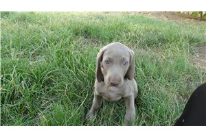 Iris - Weimaraner for sale