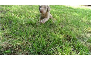 Benedict - Weimaraner for sale
