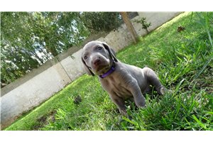 Bimini - Weimaraner for sale