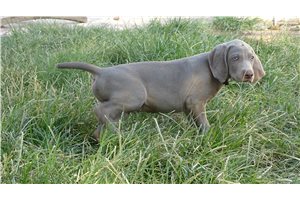 Henry - Weimaraner for sale
