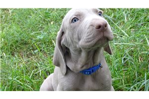 Hudson - Weimaraner for sale