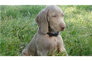 Henry - Weimaraner for sale