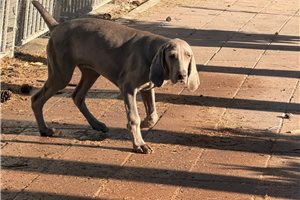 Nate - Weimaraner for sale
