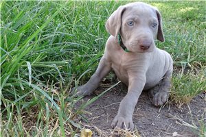 Noah - Weimaraner for sale